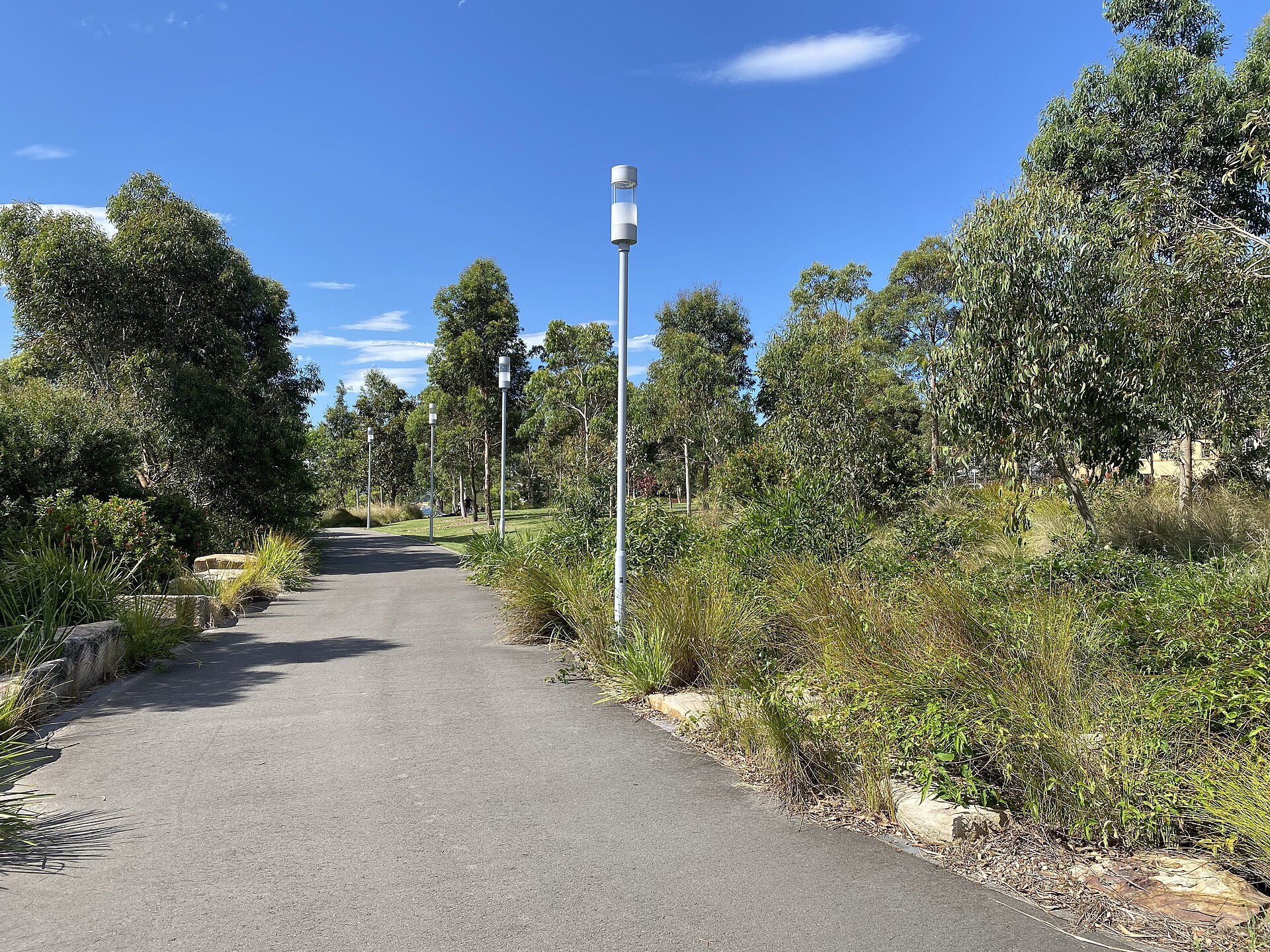 A path through Barangaroo Reserve between planted native shrubs