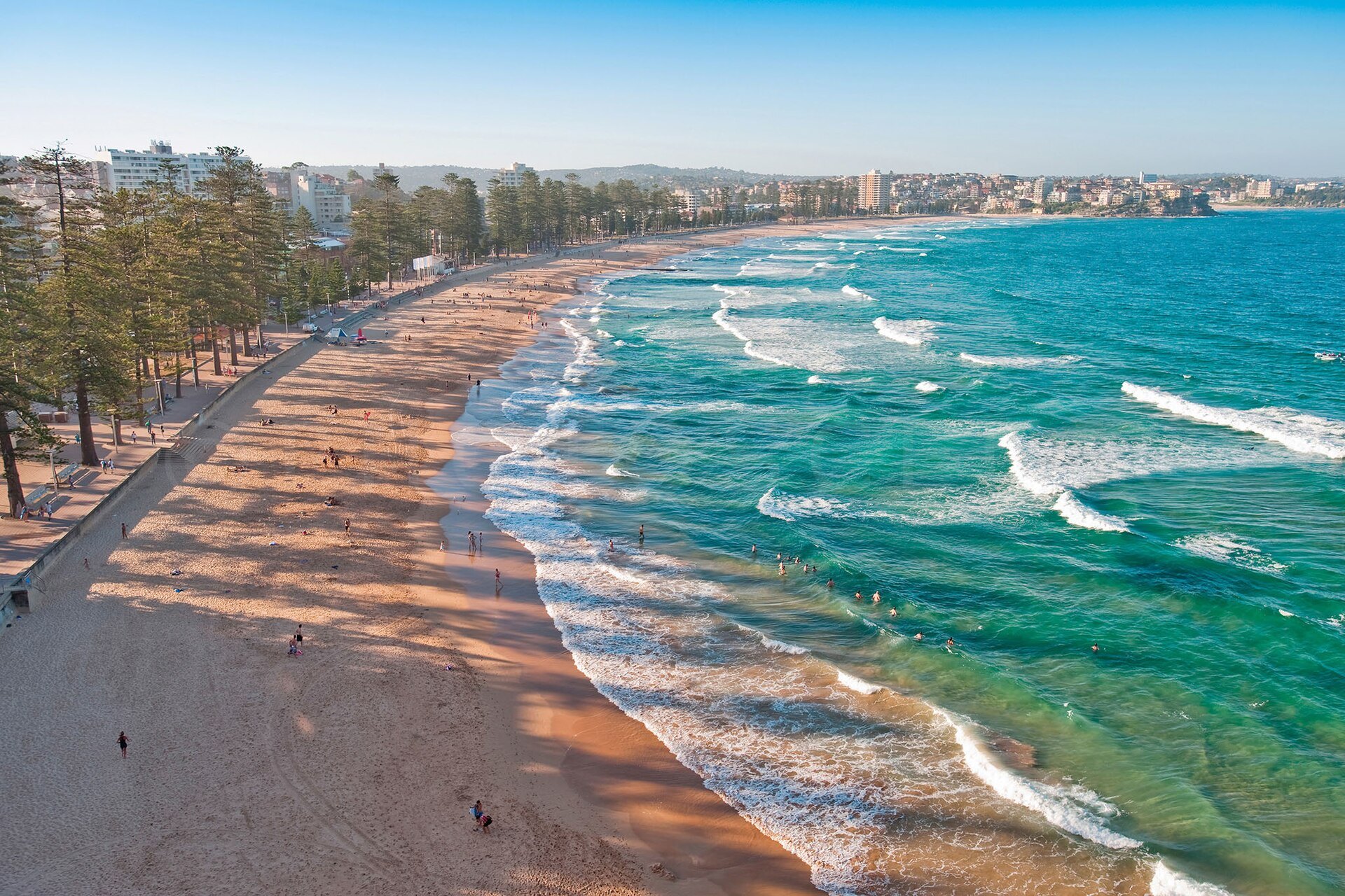 The long curve of Manly ocean beach with Norfolk Island pines along the front