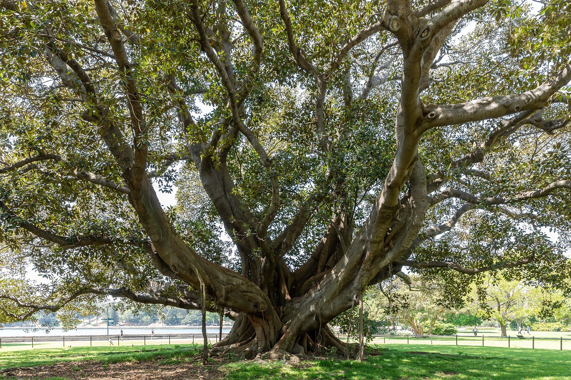 An enormous Moreton Bay fig spreading over the lawn in the Botanic Garden