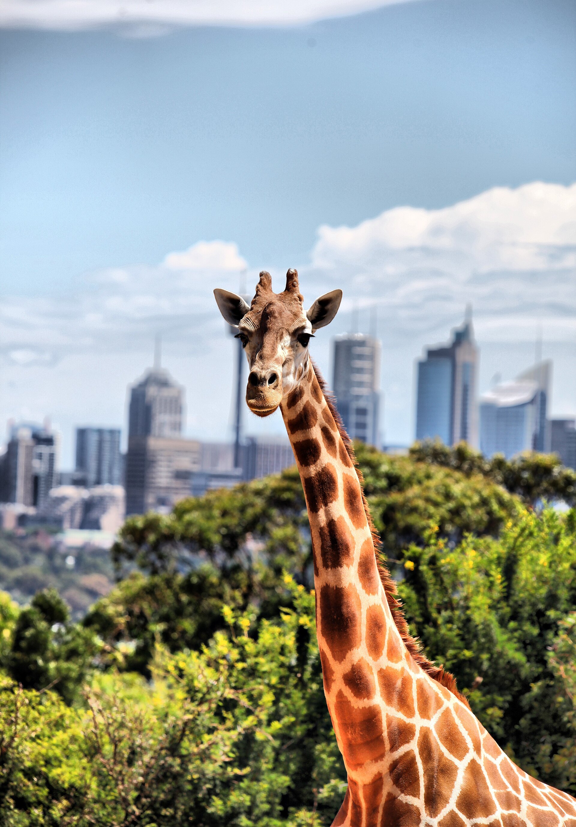 A giraffe at Taronga Zoo with the Sydney skyline on the far side of the harbour behind it
