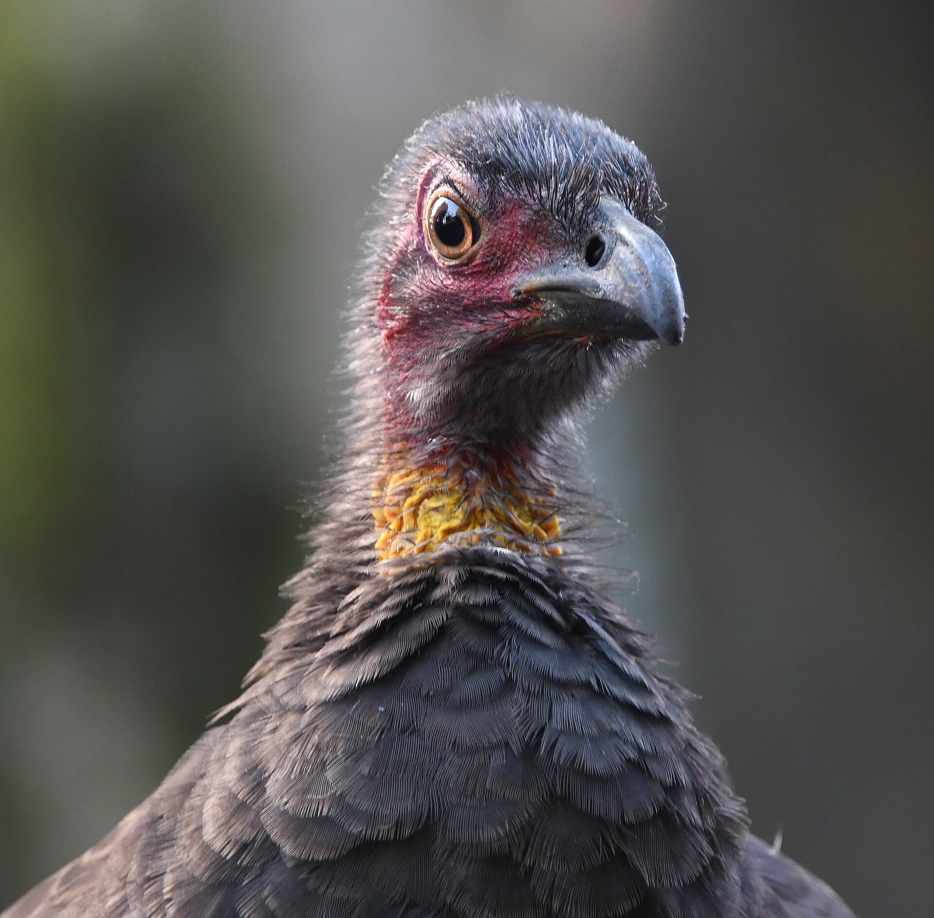 A brush turkey close up, its bare red head and yellow wattle